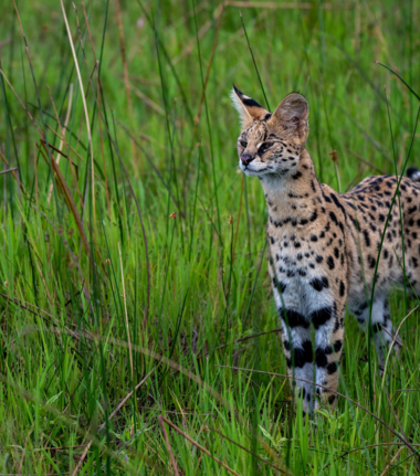 Machaba Gomoti Plains Camp Wildlife Sightings August 2025 Wild Cat