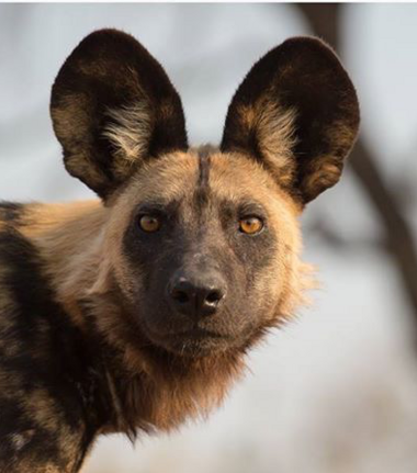Machaba Deteema Springs Camp Wildlife Sightings April 2026 African Wild Dog