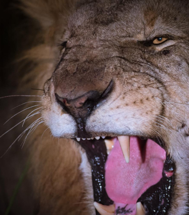 Machaba Camp Botswana Okavango Delta Little Machaba Camp Lion 2 Sightings October 2018
