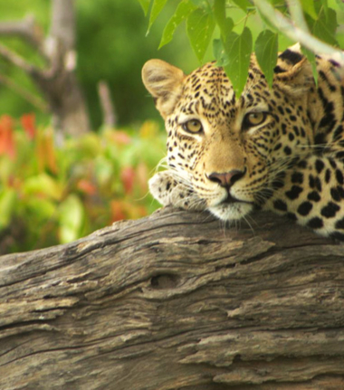 Machaba Botswana Okavango Delta Machaba Camp Leopard 2 Sightings January 2018 Machaba Botswana Okavango Delta Machaba Camp Leopard 2 Sightings January 2018