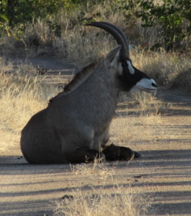 Machaba Zimbabwe Hwange Deteema Camp Antelope Sightings November 2019