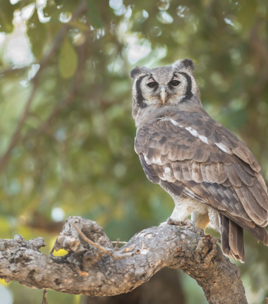 Machaba Safaris International Travel Award Nomination Cta Our Story   Copy