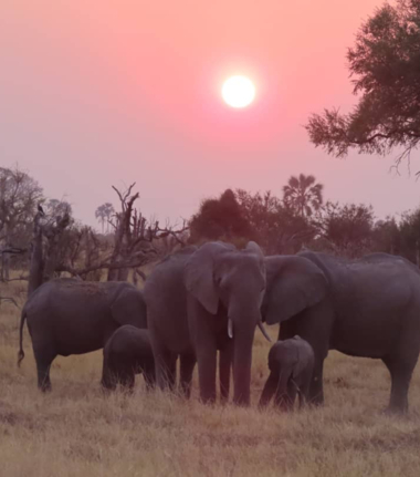 Machaba Safaris Gomoti Plains Camp Elephant Herd