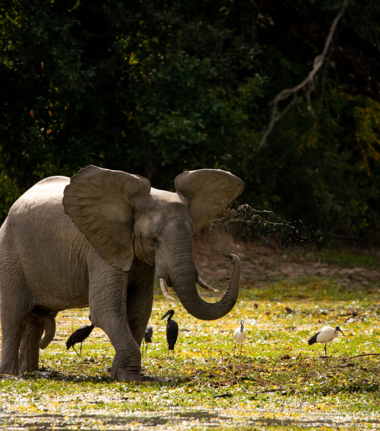 Machaba Safaris Zimbabwe Mana Pools Ingwe Pan Stories Oct 2023 Calf