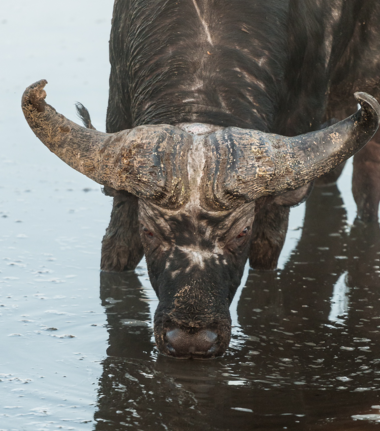 Machaba Kiri Camp Wildlife Sightings April 2026 Cape Buffalo