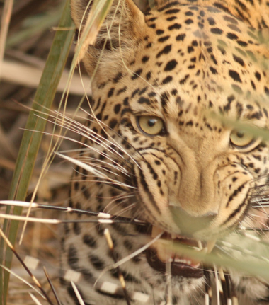 Machaba Botswana Okavango Delta Gomoti Plains Camp Leopard Sightings August 2018