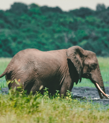 Machaba Safaris Botswana Okavango Delta