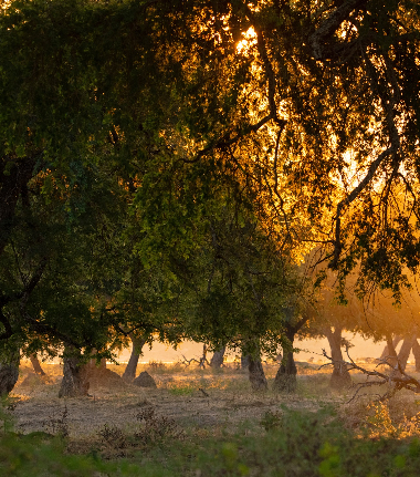 Mana Pools National Park