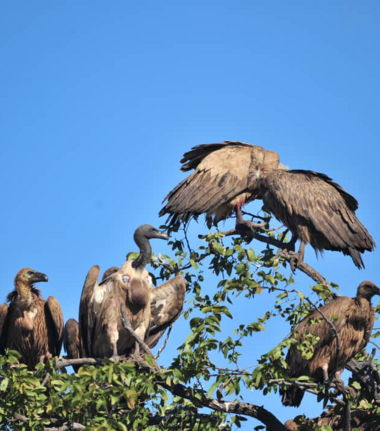 Machaba Deteema Springs Camp Wildlife Sightings July 2026 White Backed Vultures