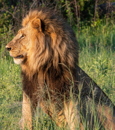Machaba Kiri Camp Wildlife Sightings July 2025 Male Lion In The Okavango