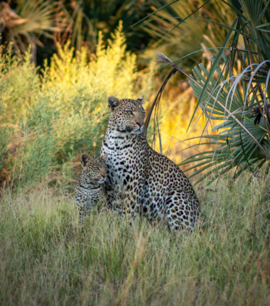 Machaba Gomoti Plains Camp Wildlife Sightings March 2026 Leopardess And Her Cub