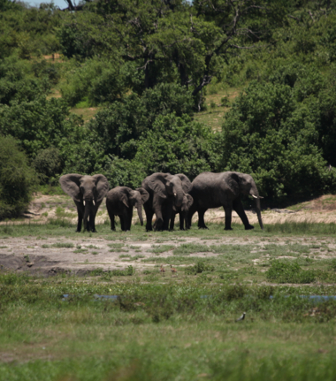 Machaba Safaris Botswana Chobe Ngoma Safari Lodge August Cta Chobe