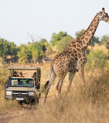 Game drive at Ngoma Safari Lodge Game drive at Ngoma Safari Lodge