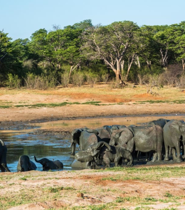 Machaba Verneys Wildlife Sightings January 2025 Cta Elephants In Pan