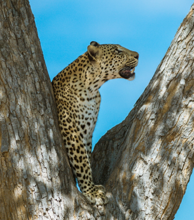 Machaba Camp Wildlife Sightings May 2026 Leopard In A Tree