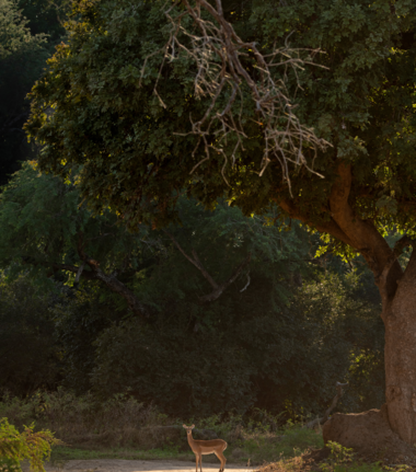 Machaba Ingwe Pan Camp Wildlife Sightings July 2026 Ingwe Mana Pools Forest