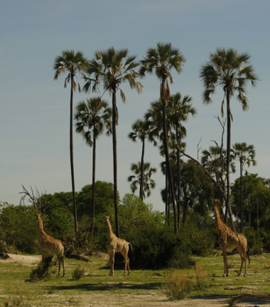 Botswana Okavango Delta Machaba