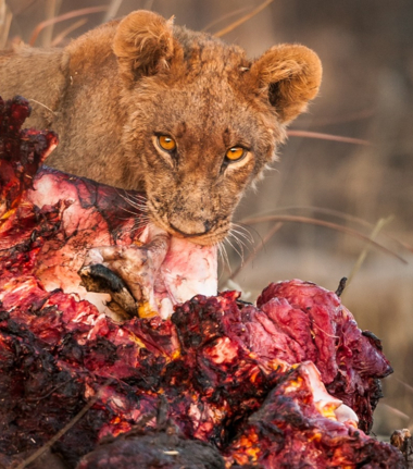 Machaba Kiri Camp Wildlife Sightings February 2025 Cta Lion Cub Feeding