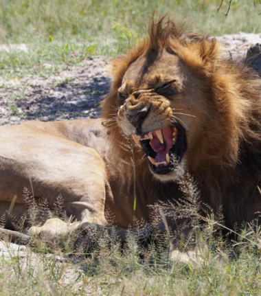 Machaba Gomoti Plains Camp Wildlife Sightings June 2025 Male Lion Roaring