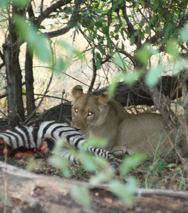 Machaba Ngoma Safari Lodge Wildlife Sightings April 2026 Lioness Feeding On Zebra