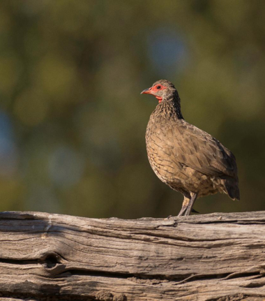 Machaba Camp Botswana Okavango Delta Little Machaba Camp Bird Sightings February 2019