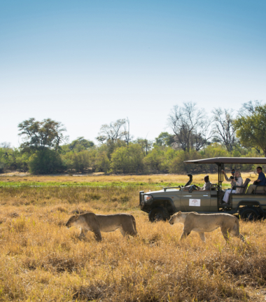 Machaba Safaris Botswana Okavango Delta Machaba Camp May Sightings Game Drive