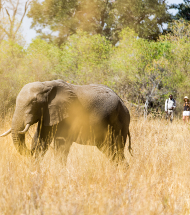 Machaba Camp Wildlife Sightings October 2024 Walking Safari Machaba Camp Wildlife Sightings October 2024 Walking Safari