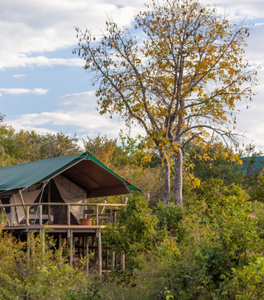 Machaba Deteema Springs Camp Wildlife Sightings June Luxury Tented Camp At Deteema Springs Machaba Deteema Springs Camp Wildlife Sightings June Luxury Tented Camp At Deteema Springs