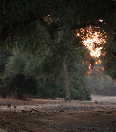 Banner Willdife Sightings Mana River Camp Zimbabwe September 2024 Mana Pools