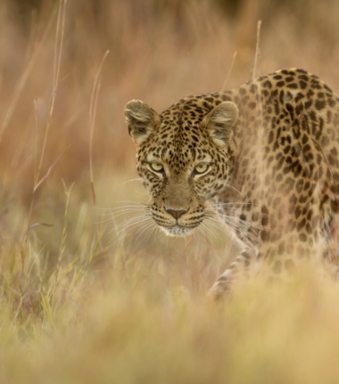 Machaba Monachira Camp Wildlife Sightings March 2026 Leopard Stalking In Tall Grass