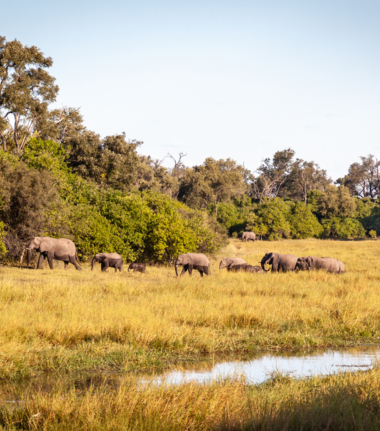 Botswana Okavango Delta Machaba Camp October Sighting 2020 Destination Botswana Okavango Delta Machaba Camp October Sighting 2020 Destination