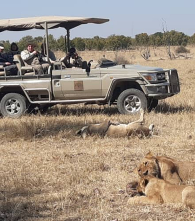 Lions Feeding Verneys Camp.jpg Lions Feeding Verneys Camp.jpg