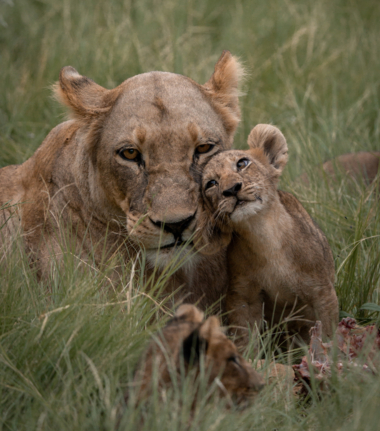 Machaba Kiri Camp  November Sightings Lioness And Her Cub