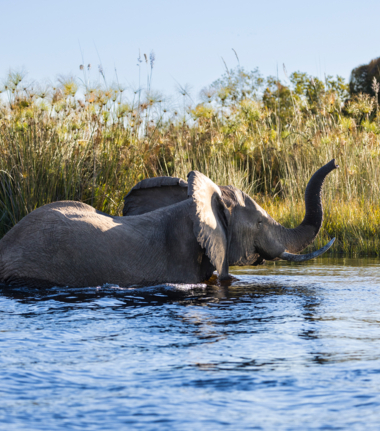 Machaba Botswana Okavango Delta Monachira Camp Wildlife Sightings November 2025 Elephant
