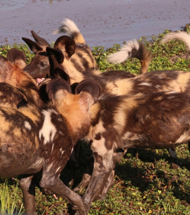 Machaba Botswana Okavango Delta Gomoti Plains Camp Wild Dogs 2 Sightings February 2018 Machaba Botswana Okavango Delta Gomoti Plains Camp Wild Dogs 2 Sightings February 2018