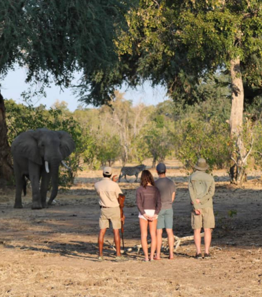 Zimbabwe Mana Pools Ingwe Pan August 2020 Cta Mana Pools Zimbabwe Mana Pools Ingwe Pan August 2020 Cta Mana Pools