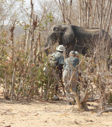 Verneys Sightings September 2024 Walking Safari