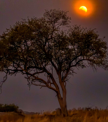 Machaba Kiri Camp Wildlife Sightings September 2025 Mopane Tree Machaba Kiri Camp Wildlife Sightings September 2025 Mopane Tree