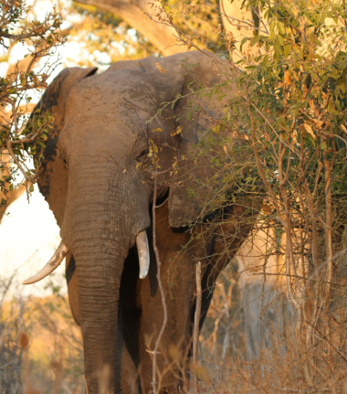 Machaba Botswana Chobe Ngoma Sighting July 2020 Cta Botswana