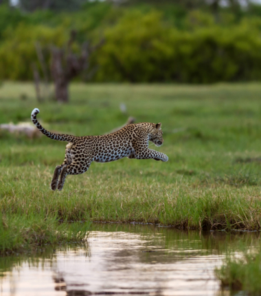 Machaba Safaris Secret Season Leopard Jumping Over Okavango Channel
