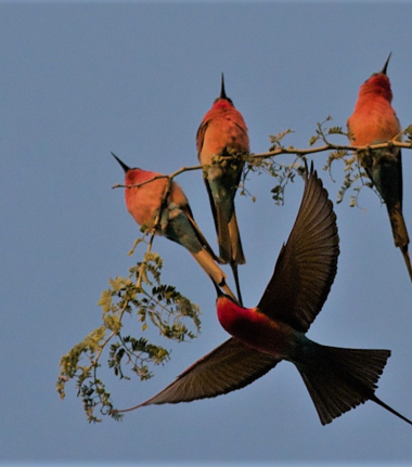 Ingwe Pan April Explore Okavango Cta