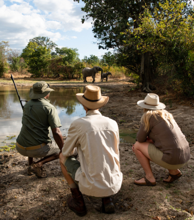 Machaba Mana Pools October Sightings Elephant Spotting