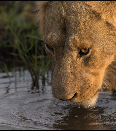 Breathtaking sighting of a male lion drinking water. Breathtaking sighting of a male lion drinking water.