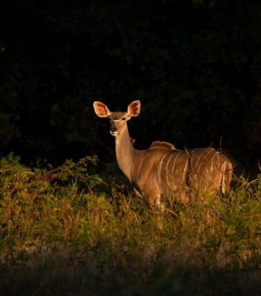 Machaba Ingwe Pan Camp Wildlife Sightings August 2025 Kudu On The Plains Machaba Ingwe Pan Camp Wildlife Sightings August 2025 Kudu On The Plains