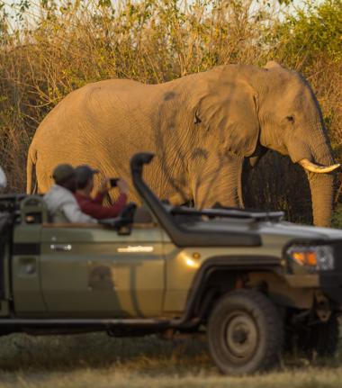 Machaba Safaris Botswana Game Drive