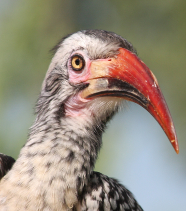 Machaba Gomoti Plains Camp Wildlife Sightings December 2025 Southern Red Billed Hornbill
