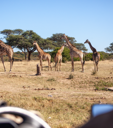 Machaba Verneys Camp Wildlife Sightings January 2026 Spotting Giraffe On Safari