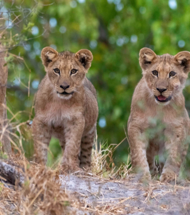 Machaba Kiri Camp Wildlife Sightings April 2025 Two Cute Lion Cubs Machaba Kiri Camp Wildlife Sightings April 2025 Two Cute Lion Cubs