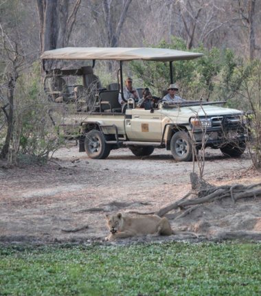Machaba Ingwe Pan Camp Wildlife Sightings September 2025 Safari Vehicle Machaba Ingwe Pan Camp Wildlife Sightings September 2025 Safari Vehicle
