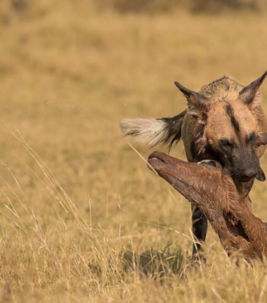 Machaba Camp Botswana Okavango Delta Little Machaba Camp Wild Dog Sightings June 2018 Machaba Camp Botswana Okavango Delta Little Machaba Camp Wild Dog Sightings June 2018